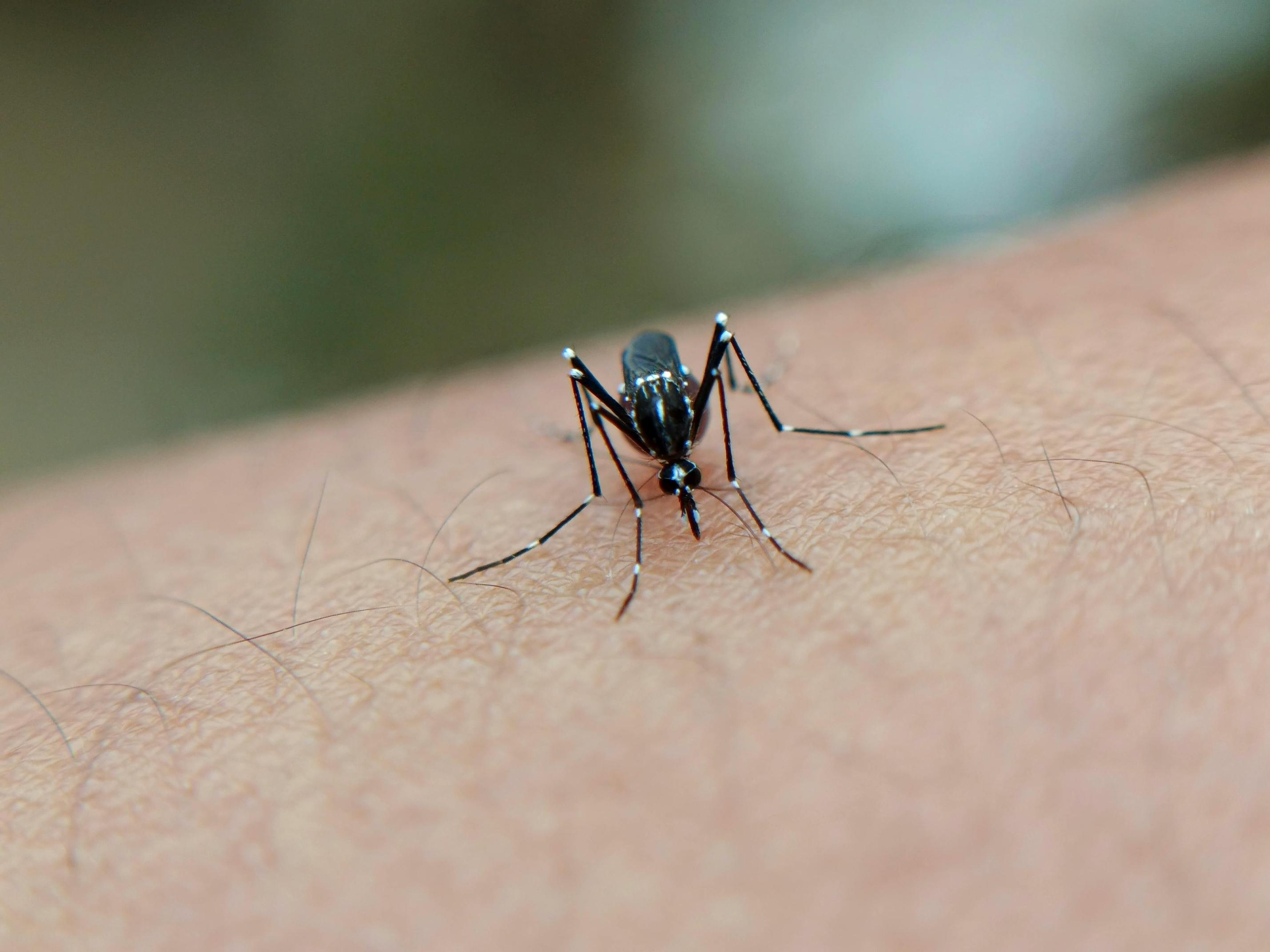 Exploration de la fascinante technologie et des applications des drones anti-moustiques